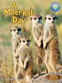 Meerkat Day